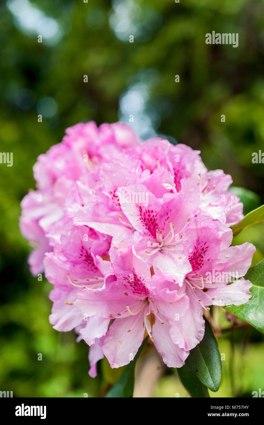 Pink rhododendron flowers Stock Photo