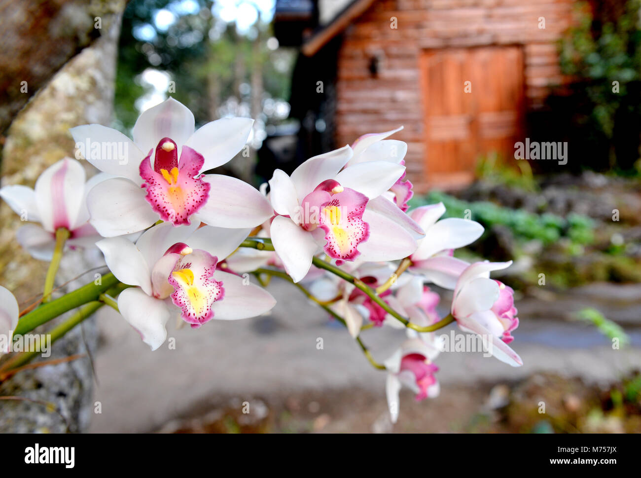natural mountain paphiopedilum blooming in winter of thailand Stock Photo