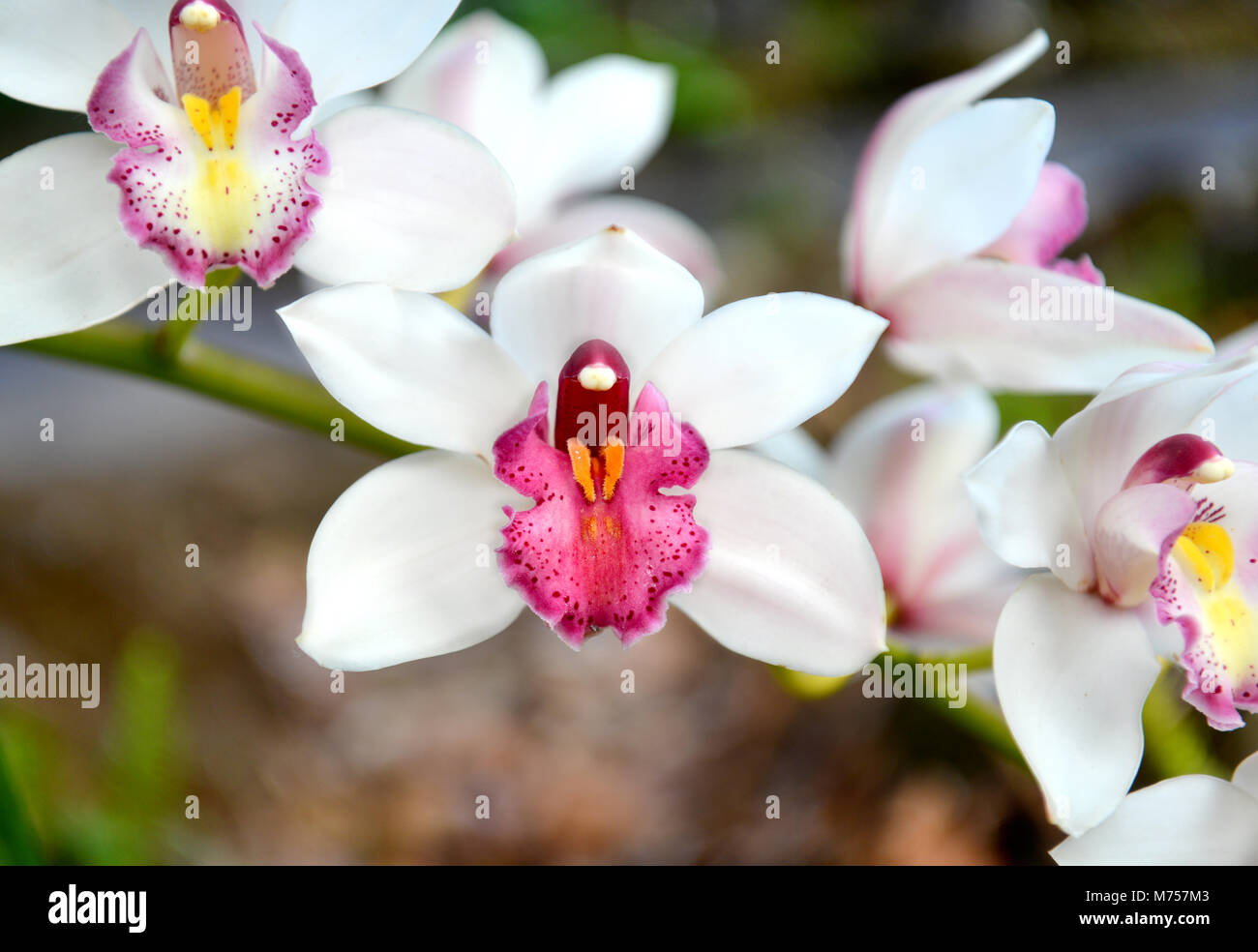 natural mountain paphiopedilum blooming in winter of thailand Stock Photo