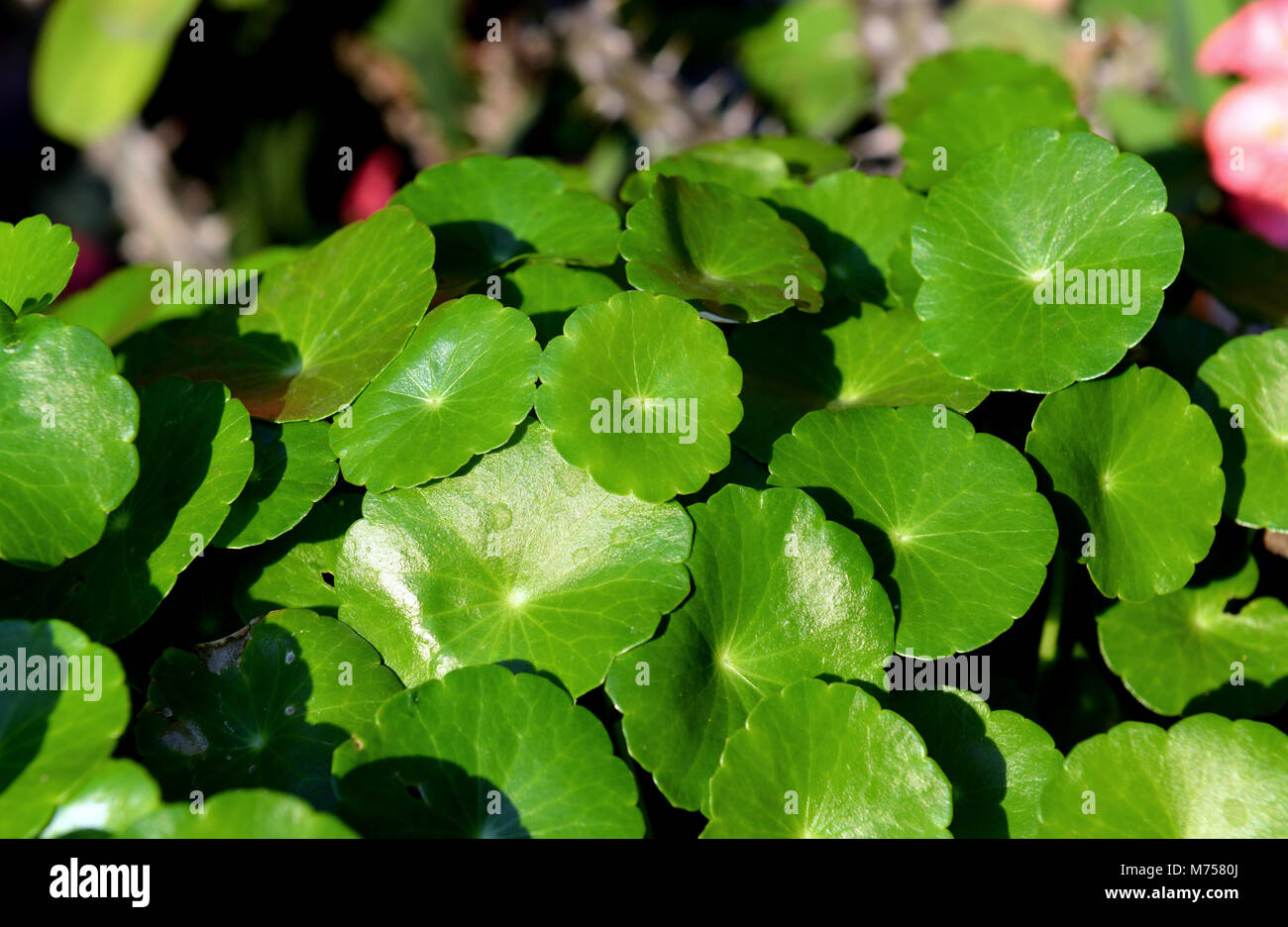 natural fresh aquatic plant of home garden Stock Photo