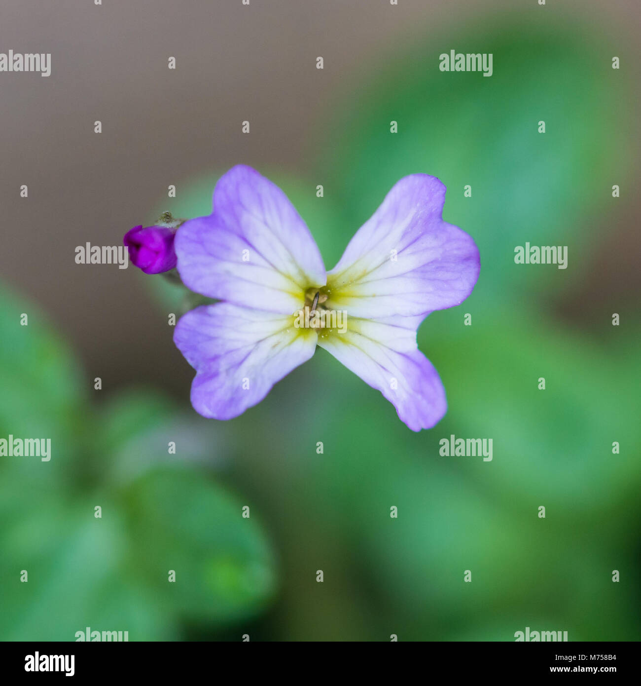 A macro shot of a virginia stock bloom. Stock Photo