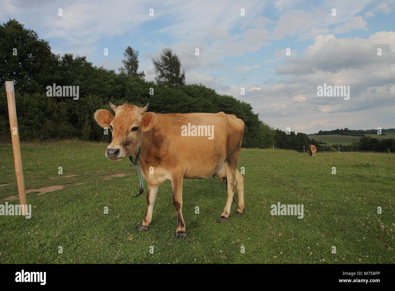 Brown cows grazing on a summer pasture Stock Photo - Alamy