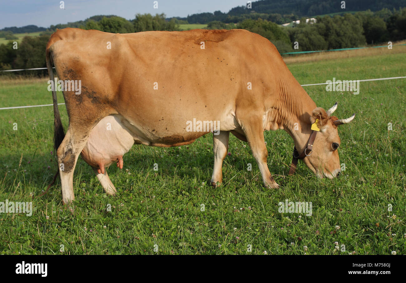Brown cows grazing on a summer pasture Stock Photo - Alamy