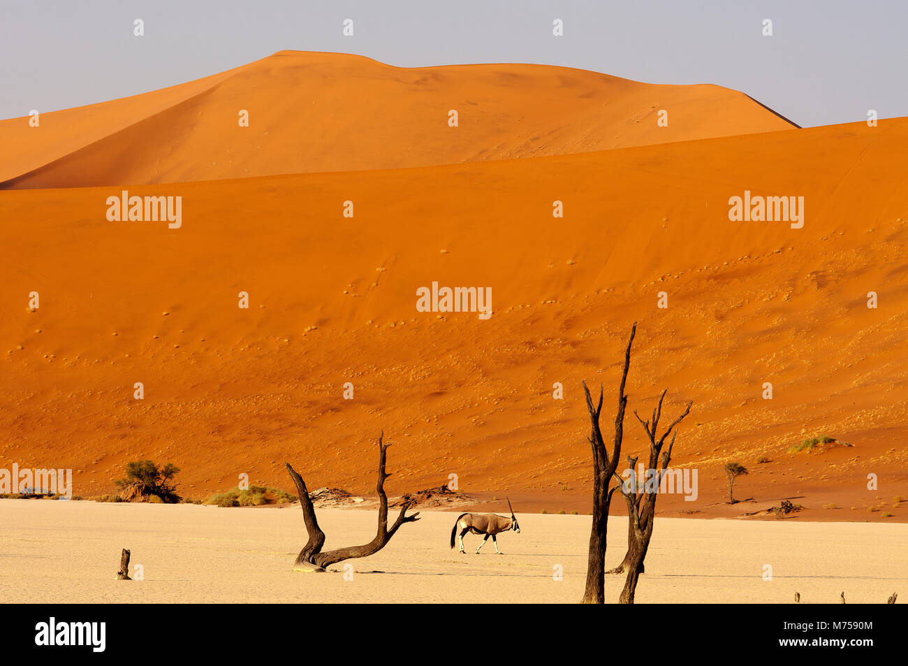 Orix anthelope on a stroll at Dead Vlei in Sossusvlei area, Namib ...
