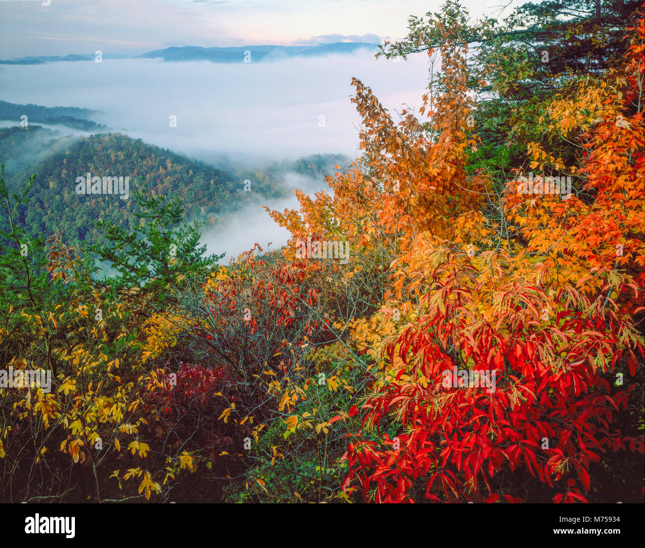 Foggy morning, Cumberland Gap National Historical Park, Tennessee, Virginia, Kentucky Stock Photo