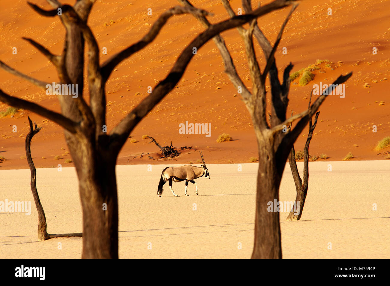 Orix anthelope on a stroll at Dead Vlei in Sossusvlei area, Namib ...