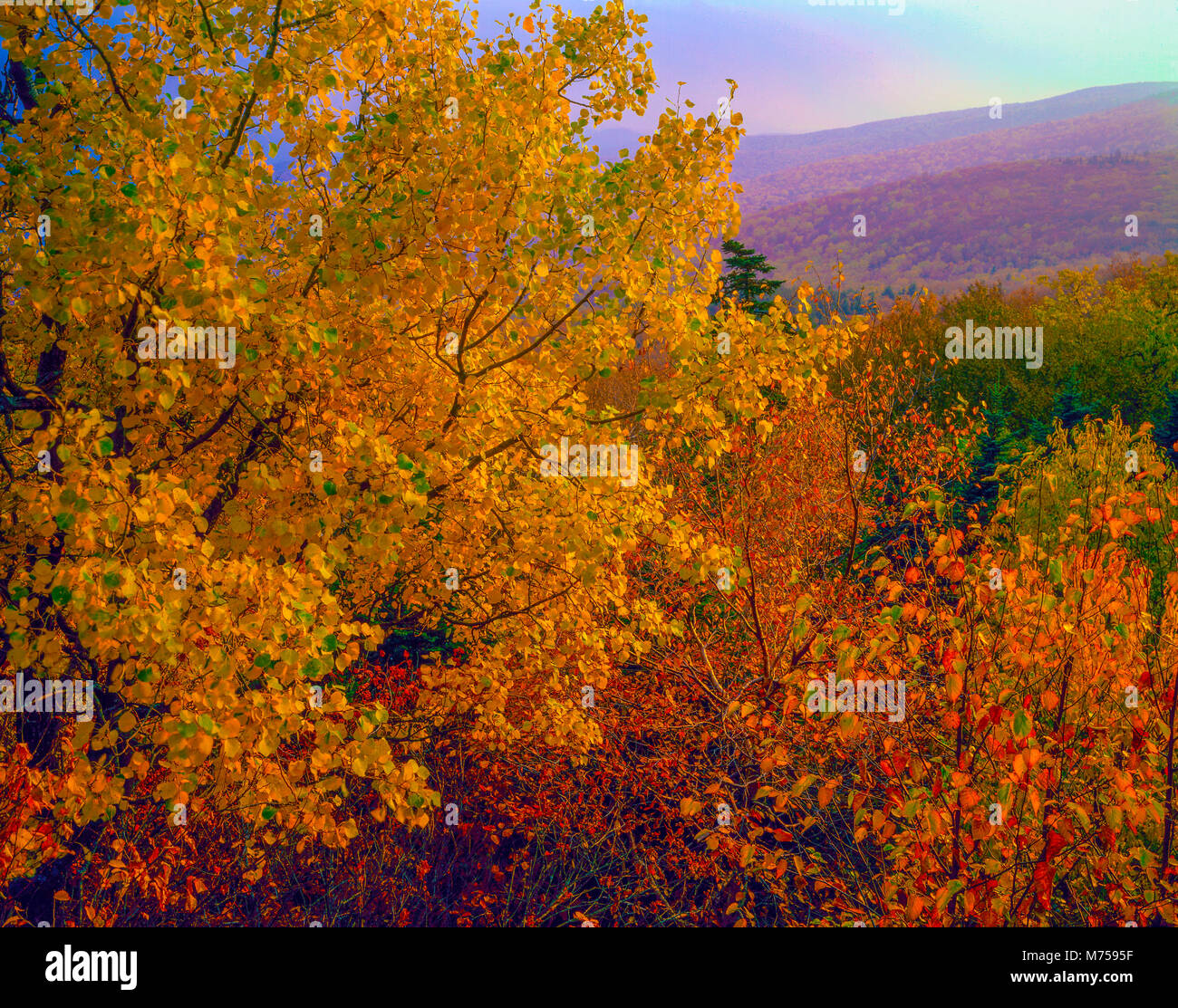 Atop Mount Greylock, Mt. Greylock State Reservation, Massachusetts, Appalachian Trail, Appalachian Mountins Stock Photo