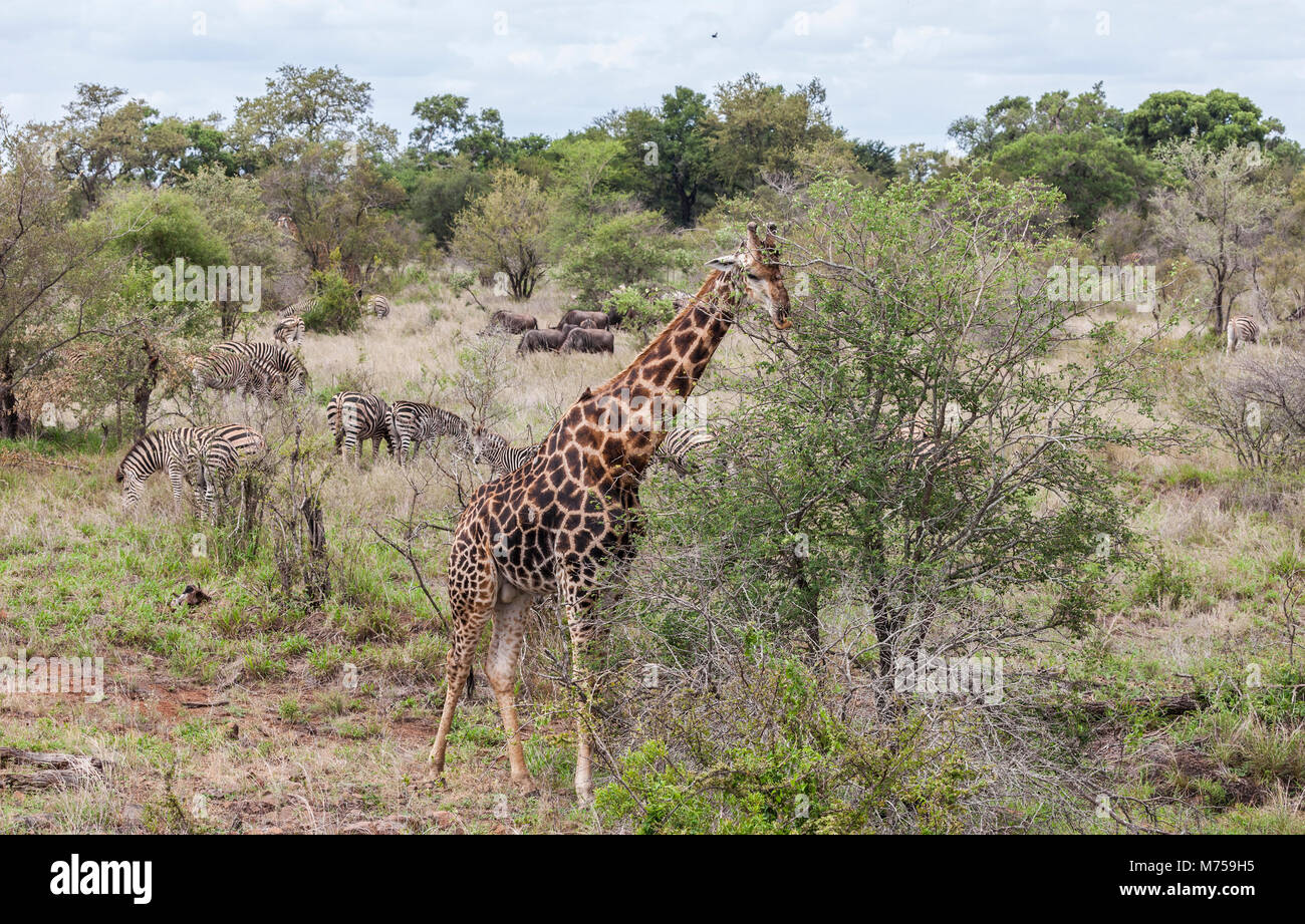 Southern Giraffe, (aka South African Giraffe, aka Two-horned Giraffe), Giraffa giraffa (or Giraffa cameloporadlis giraffa), with Burchell's Zebra (Equ Stock Photo