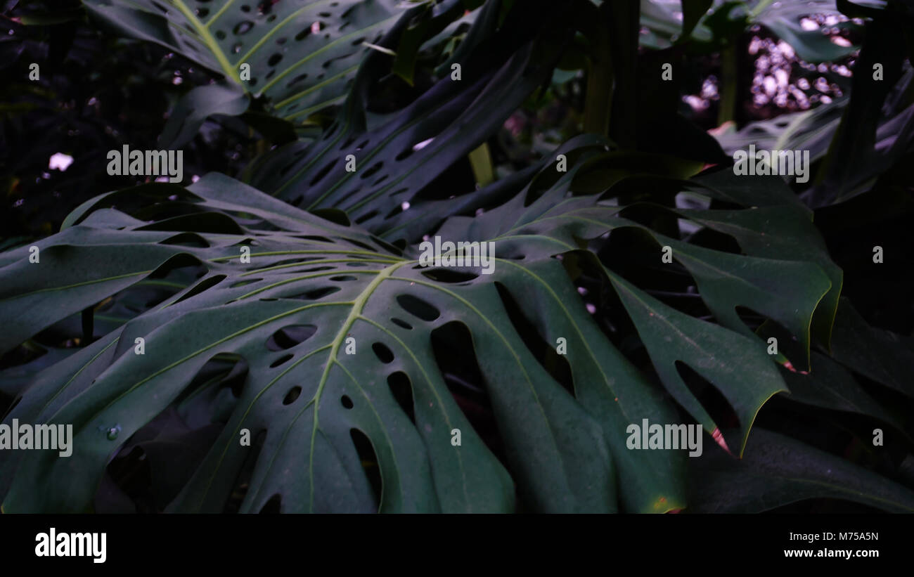 Plants with big leaves grow in jungles, close-up photography. Stock Photo