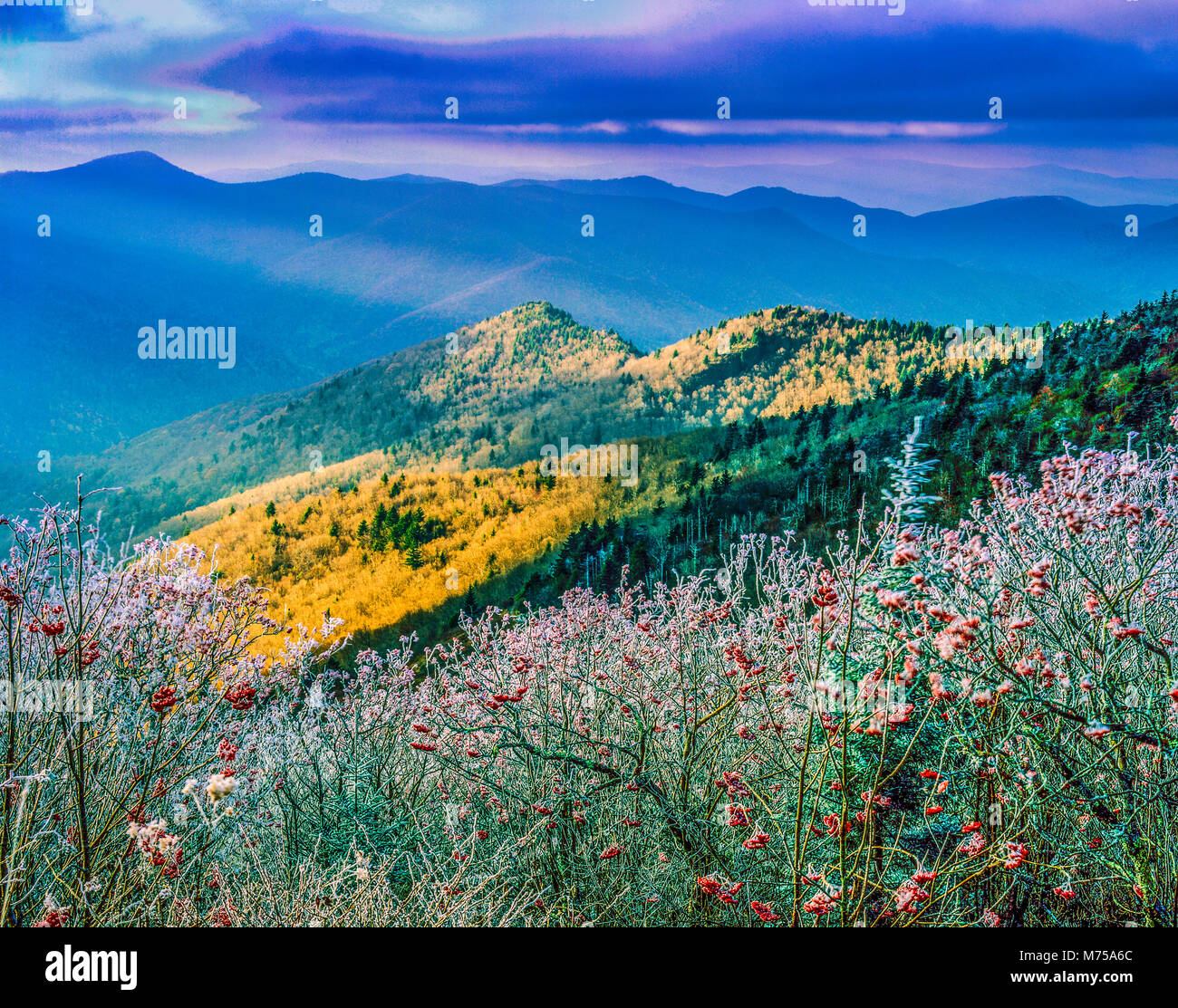 Icced summit trees, Mount MItchell State Park, North Carolina , Blue Ridge Parkway Stock Photo