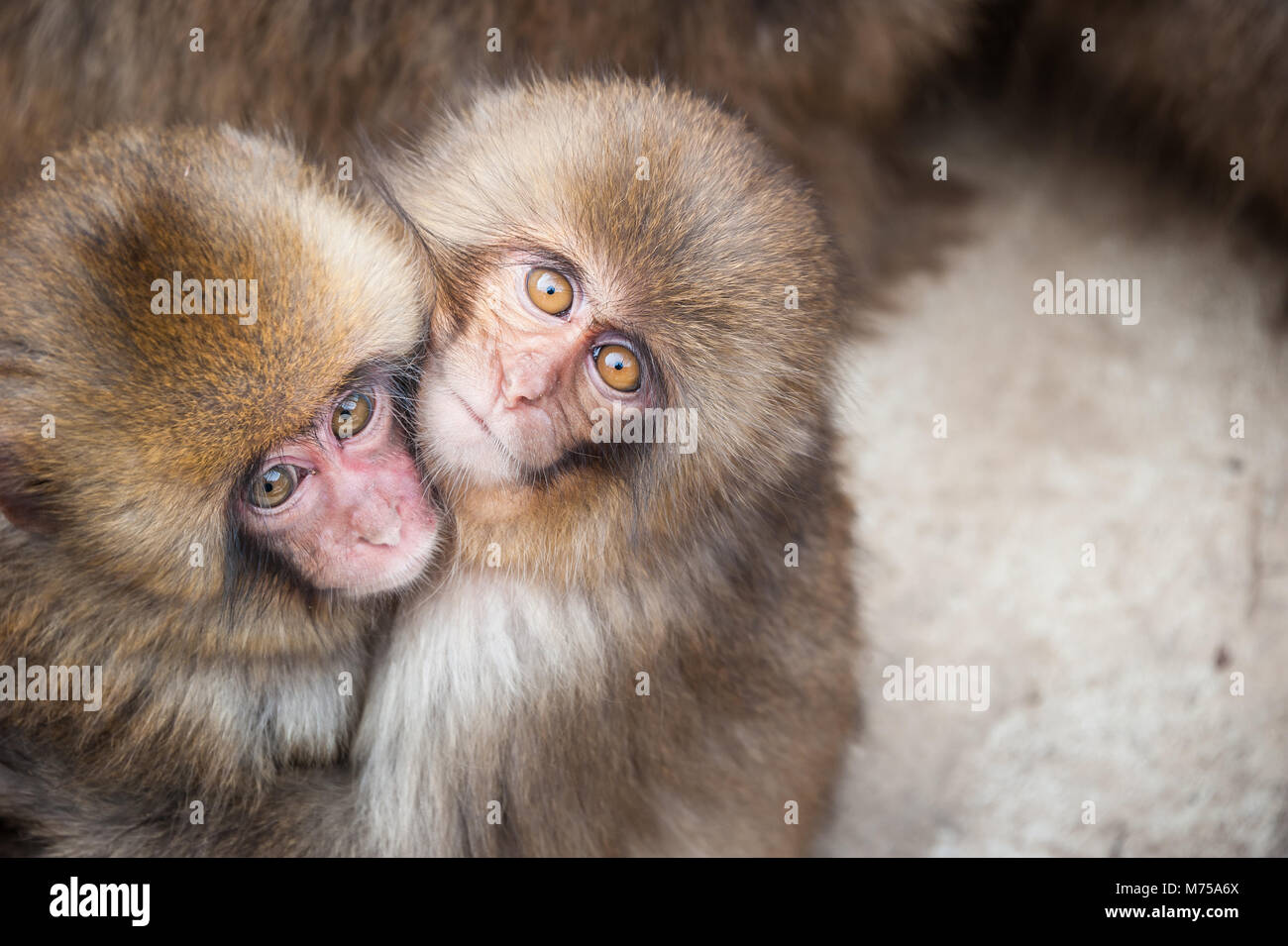 I Need a Hug Stock Photo