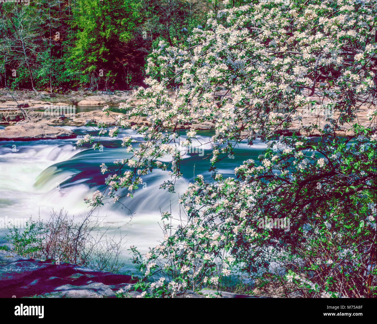 Spring blooms and cascade, Youghiogheny River, Ohiophyle State Park, Pennsylvania, Appalachian Mountains Stock Photo