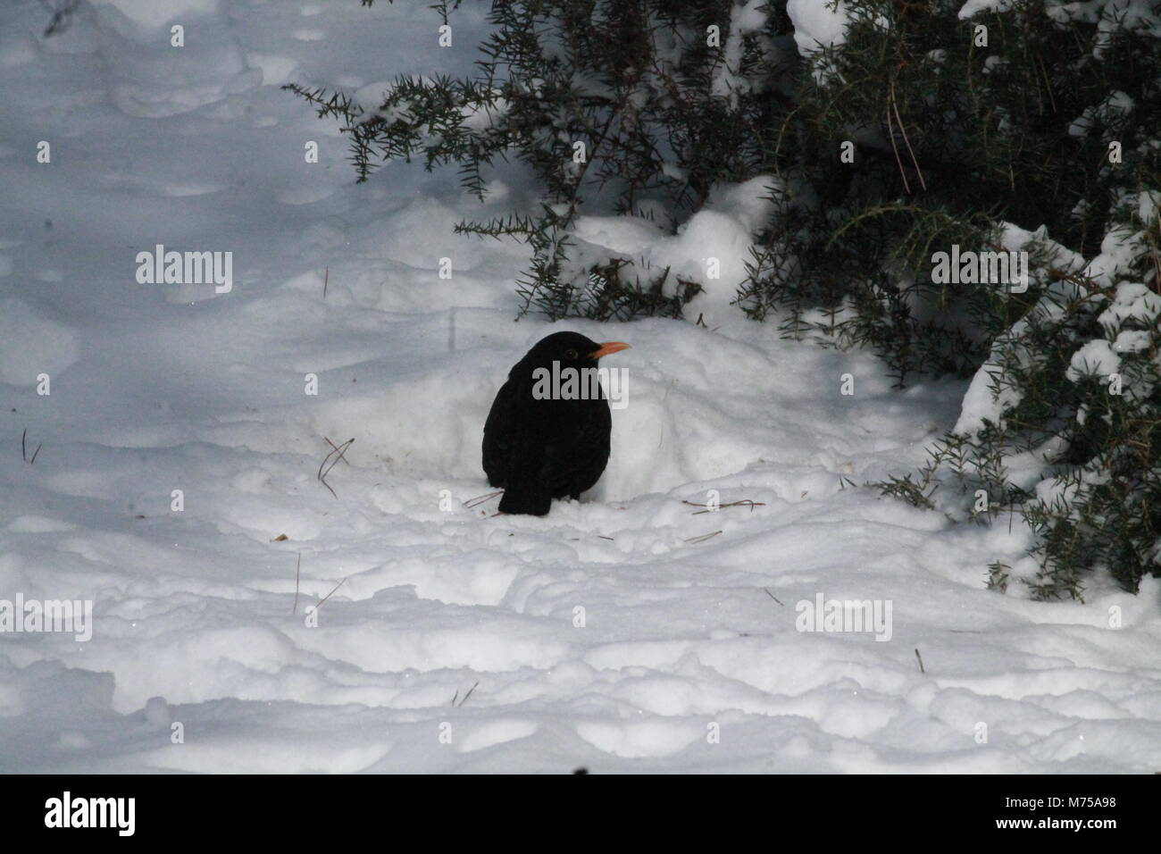 little bird sit on snow in the  forest warm under winter sun Stock Photo