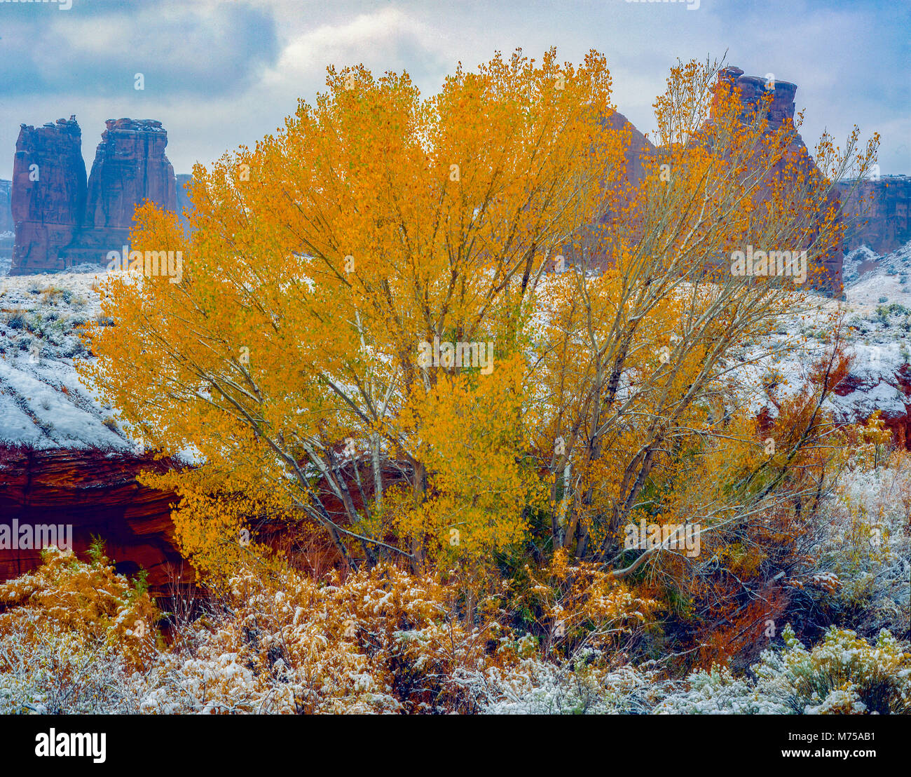 Cottonwoods and early snow, Arches National Park, Utah  Courthouse Wash, , Populus Fremontii Stock Photo
