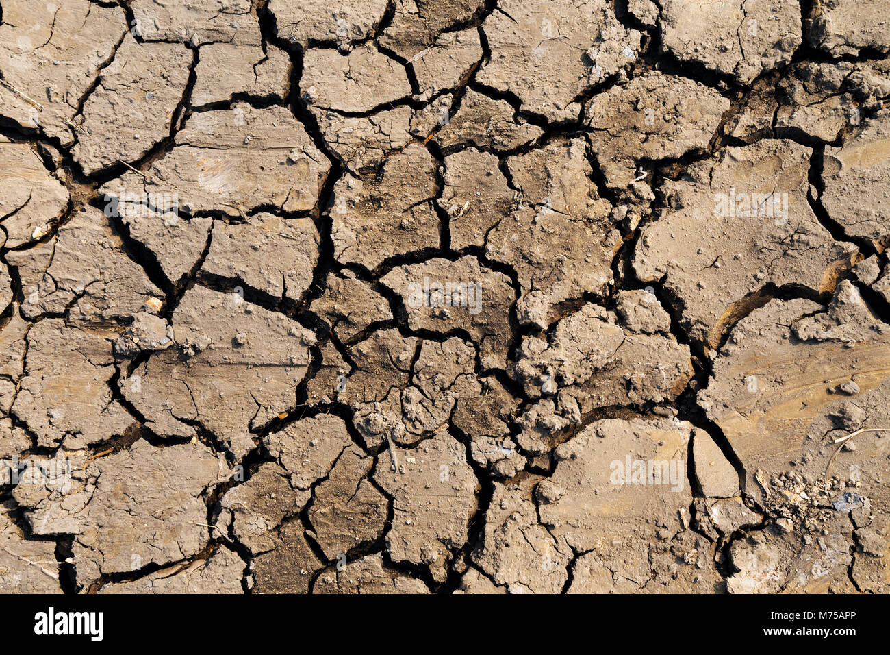 dry soil cracked at the rice field in the El Nino climate effect. Stock Photo