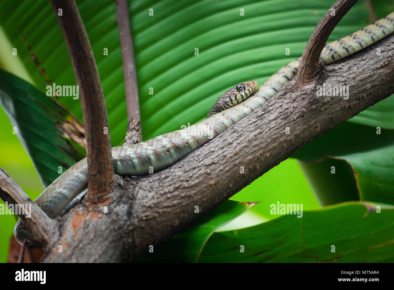 indochinese rat snake (Ptyas korros) sleeping on branch of a tree in the forest. Stock Photo