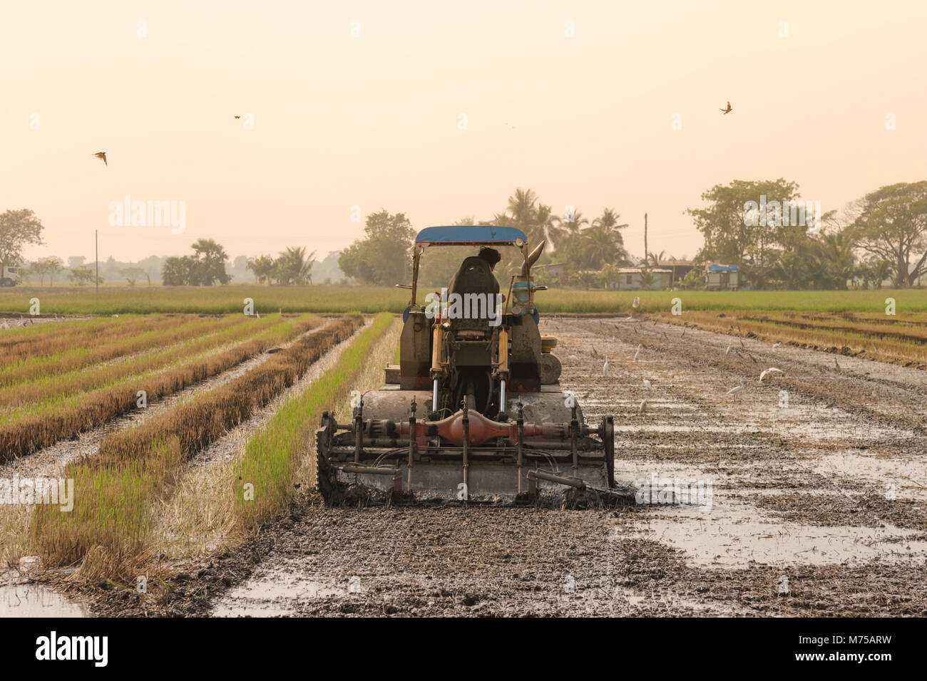 asian farmer driving tractor car to prepare land for the new crop of ...