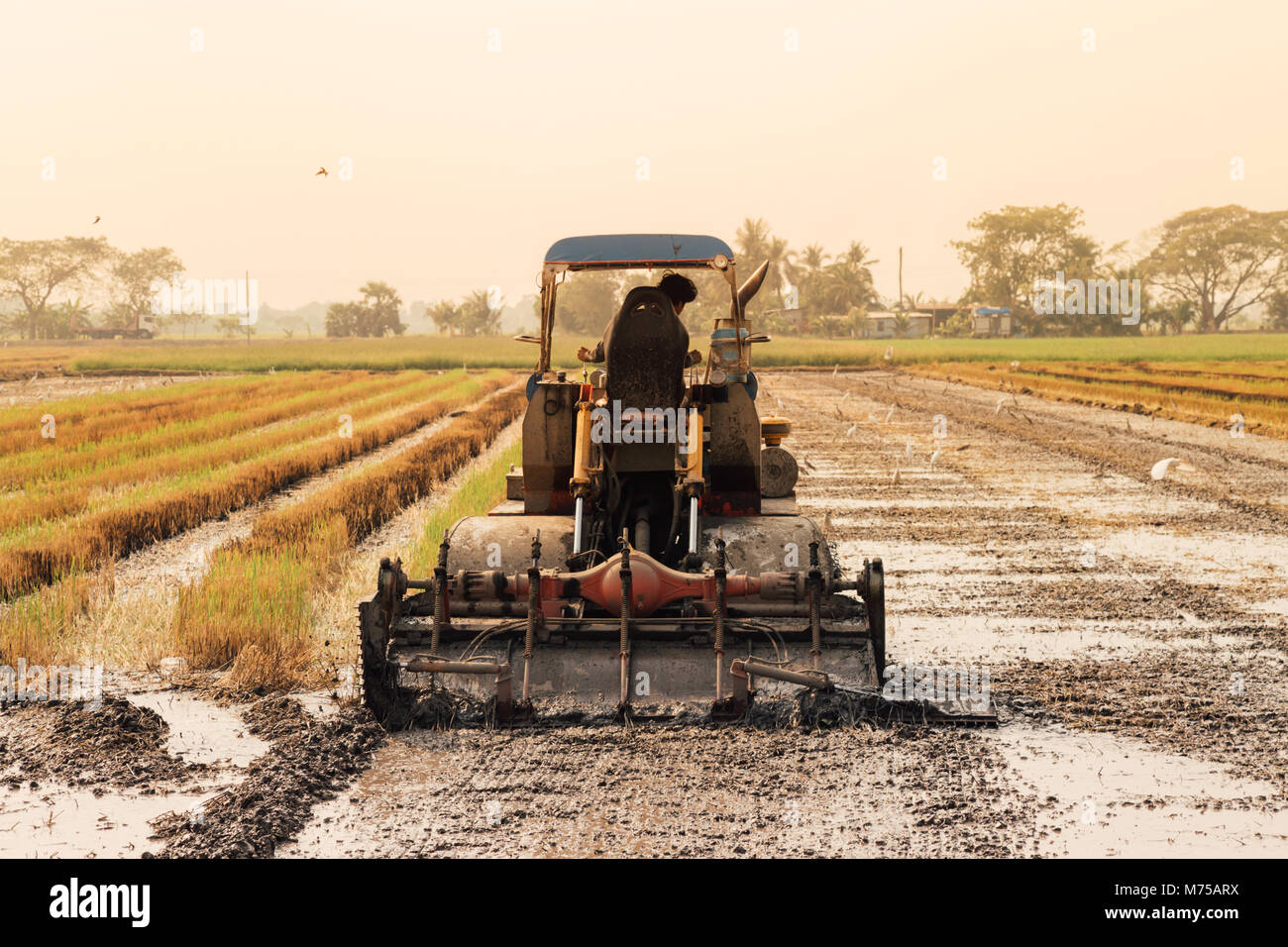 asian farmer driving tractor car to prepare land for the new crop of ...