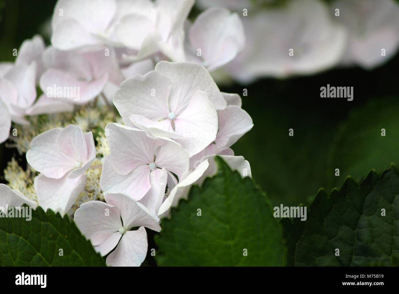White hydrangea hi-res stock photography and images - Alamy