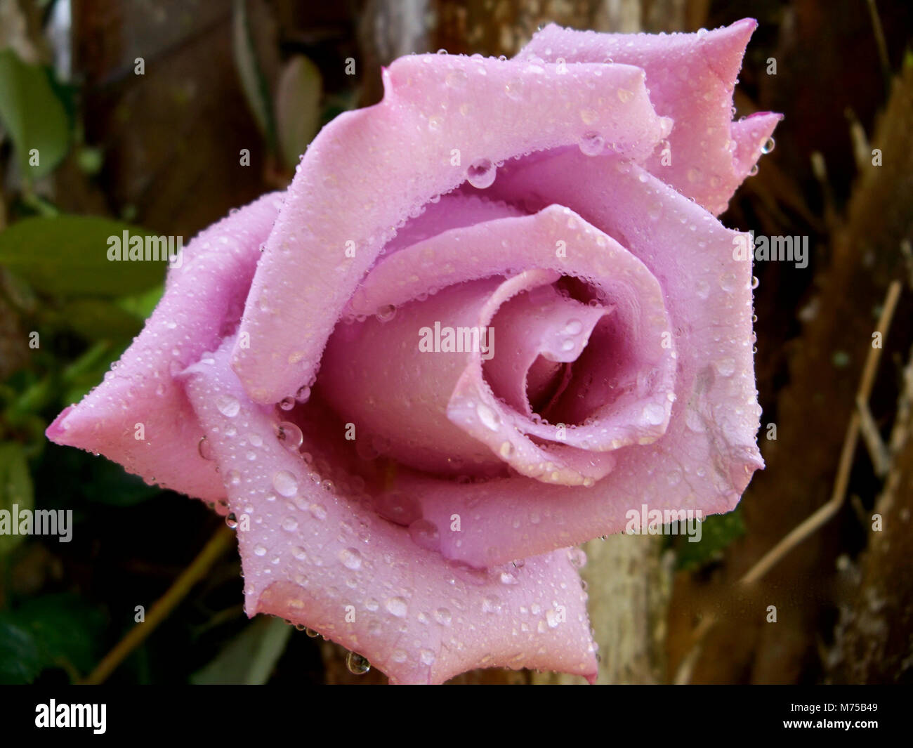 Pink Rose against a Palm Tree Stock Photo Alamy