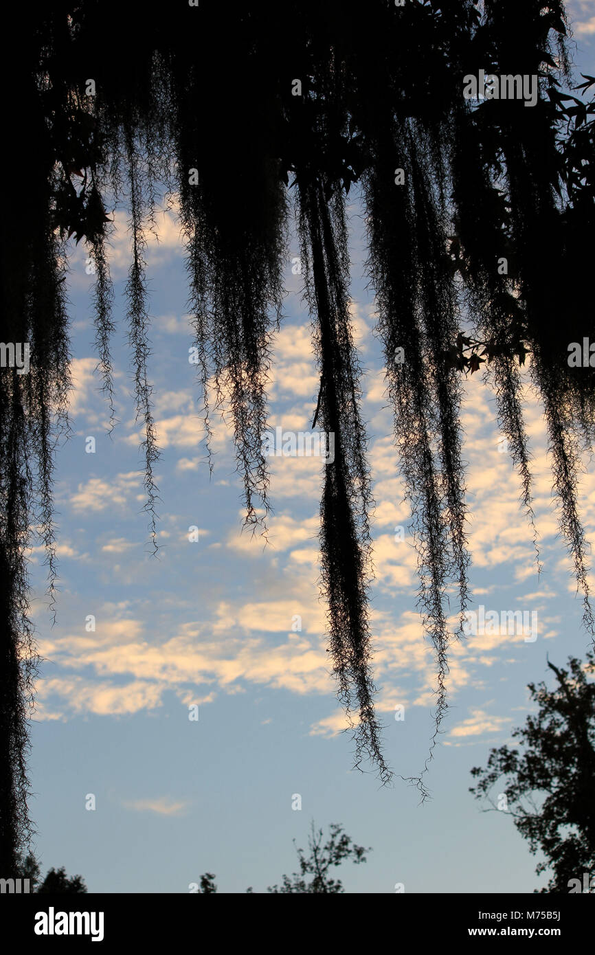 Spanish Moss Tree Silhouette