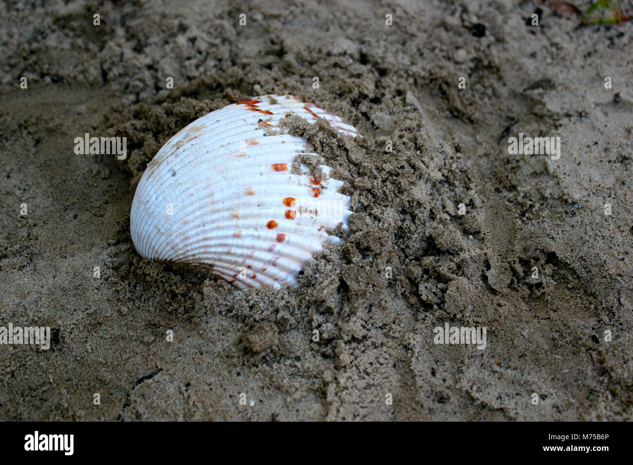 Seashell in the Sand Stock Photo