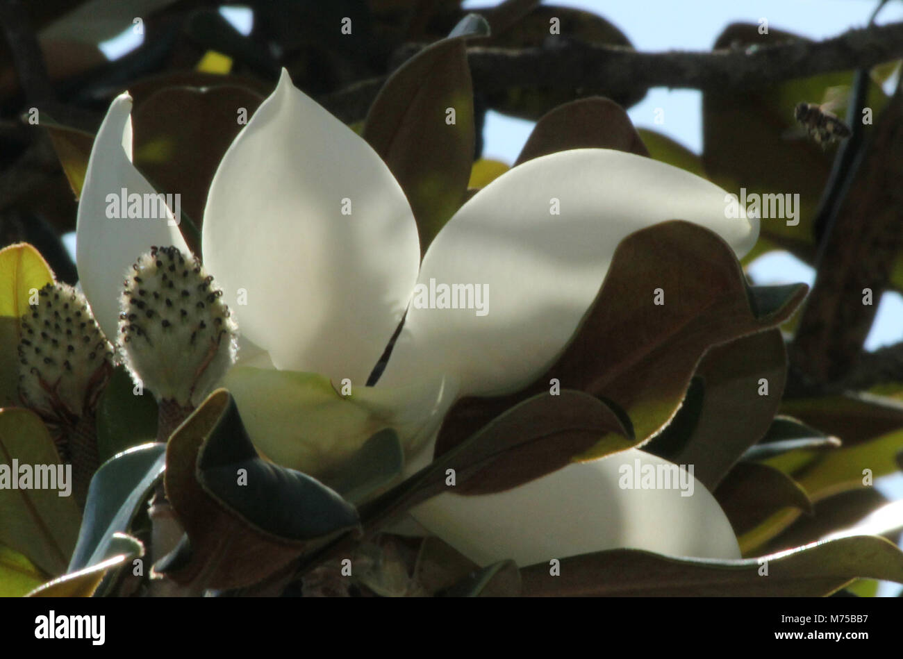 Louisiana magnolia tree hires stock photography and images Alamy