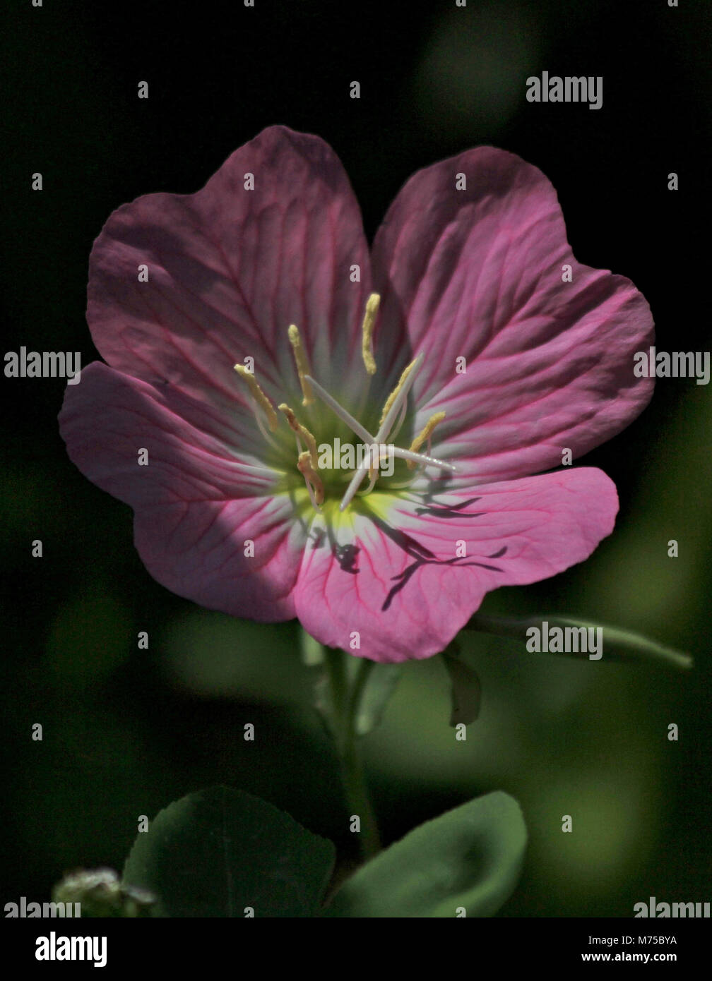 Rose Evening Primrose Stock Photo Alamy