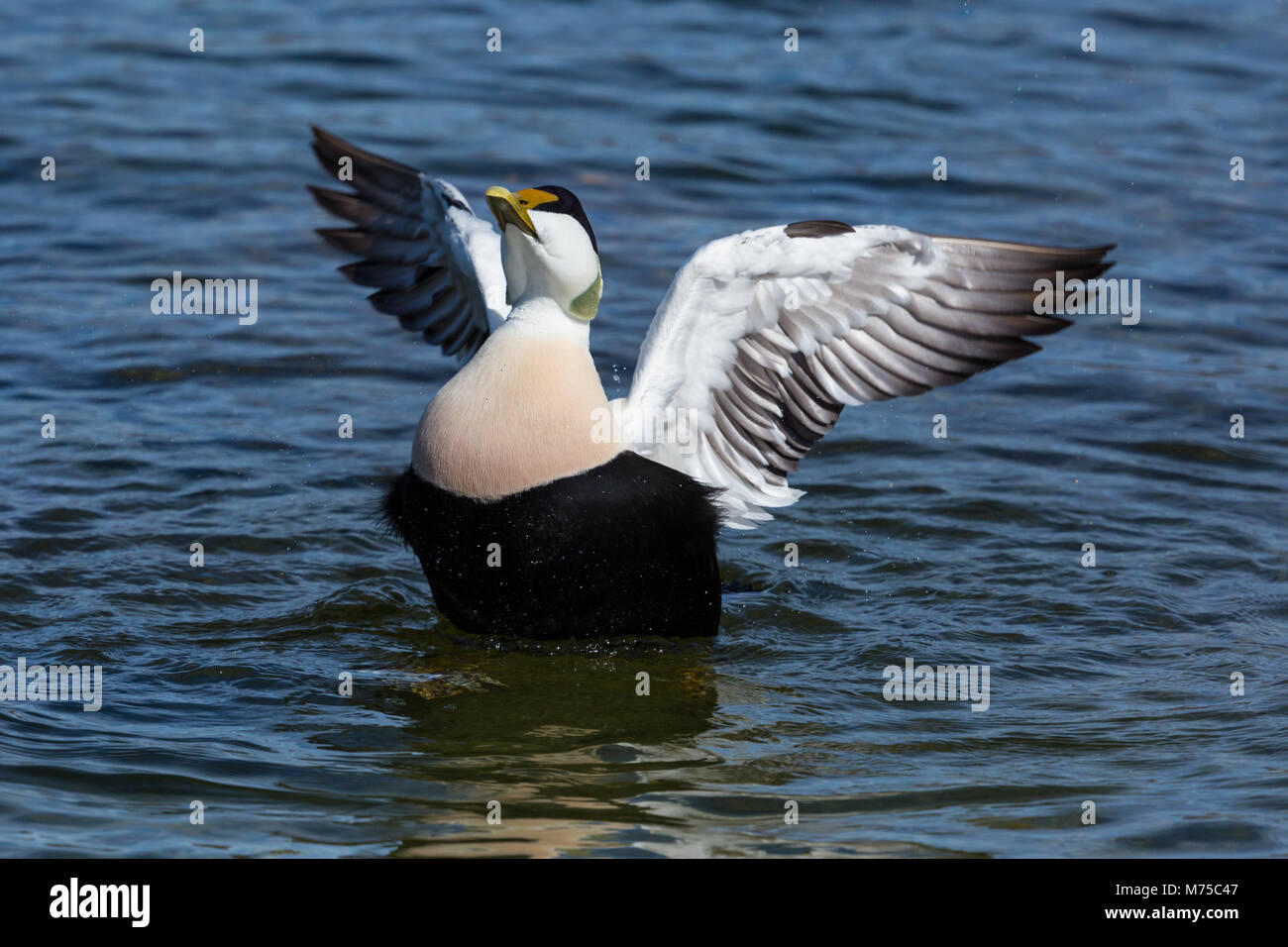 natural common male eider duck (somateria mollissima) spread wings, blue water Stock Photo