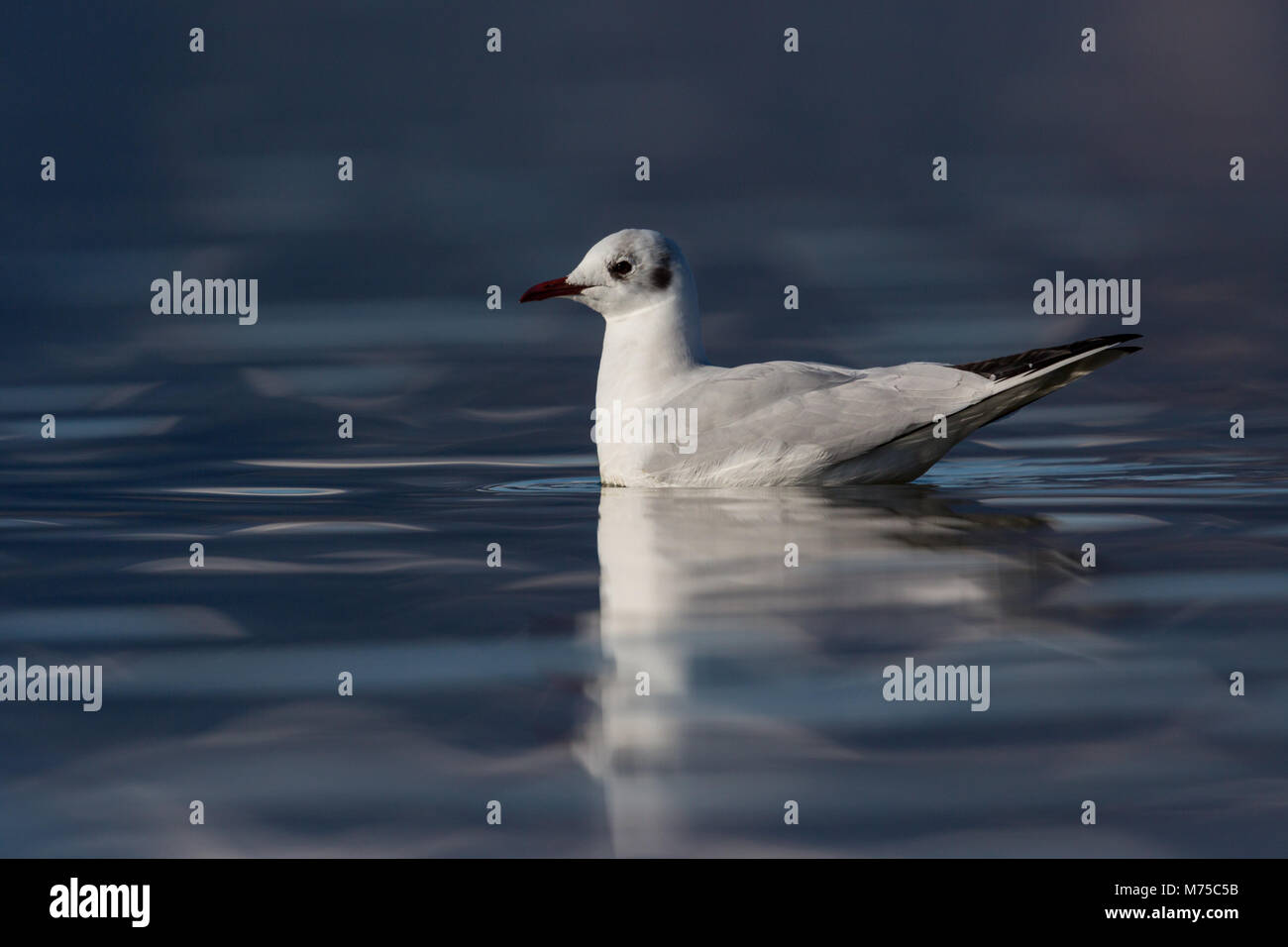 natural black-headed gull (larus ridibundus) swimming, deep blue water Stock Photo