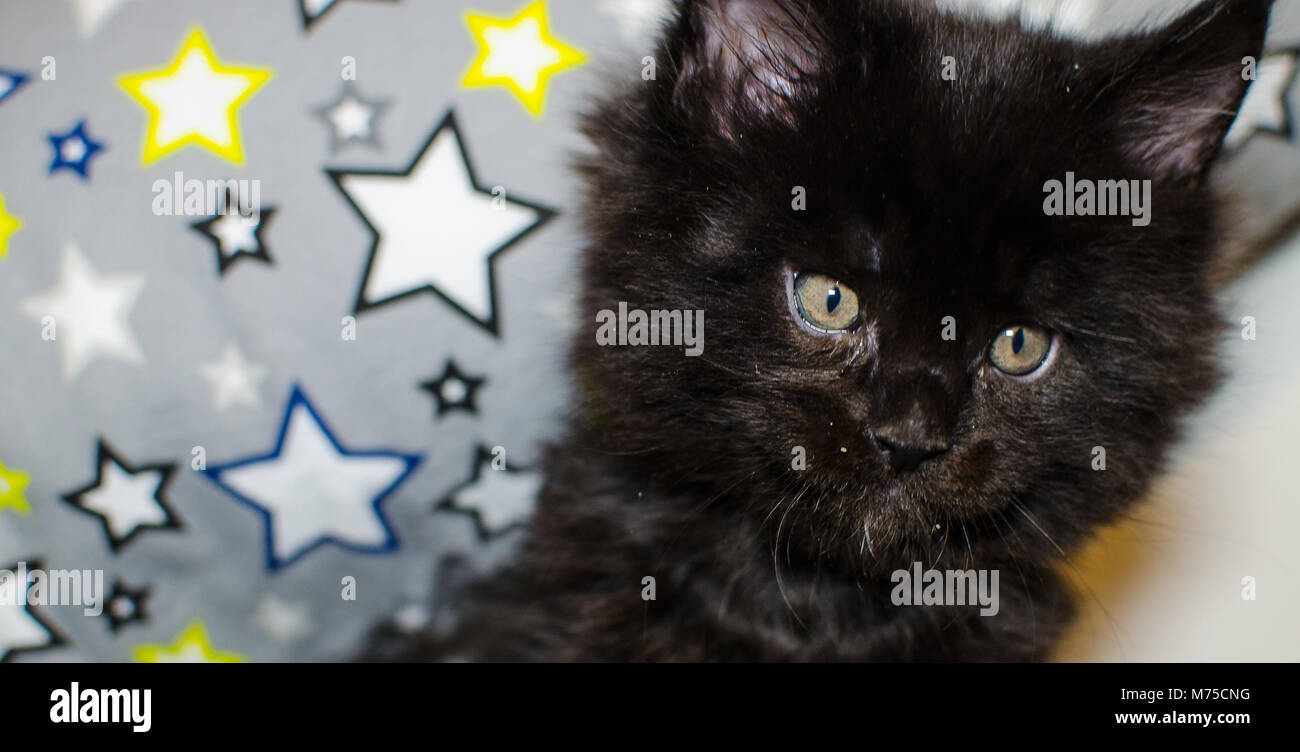 Small black kitten playing with toy. Stock Photo