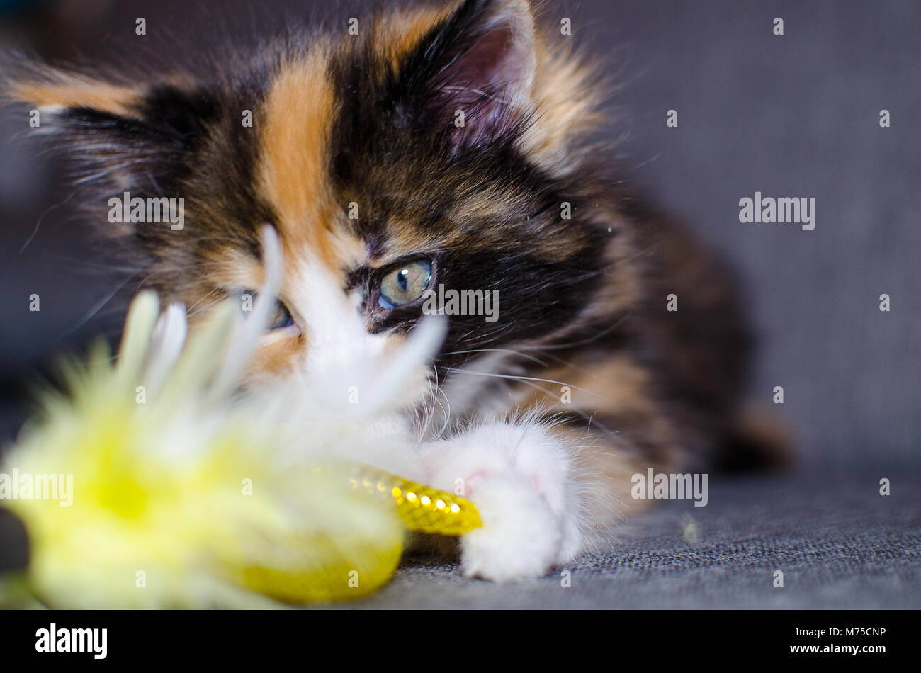 Small color kitten playing with toy. Stock Photo