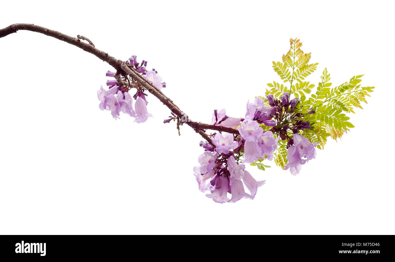 Jacaranda obtusifolia isolated on white background, a species with an inflorescence at the tip of the purple flower, is native to South America. Stock Photo