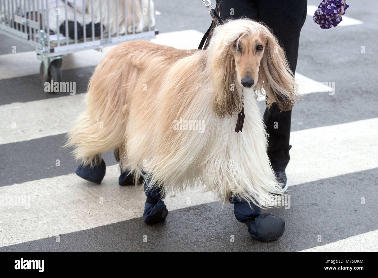 what day is hound day at crufts