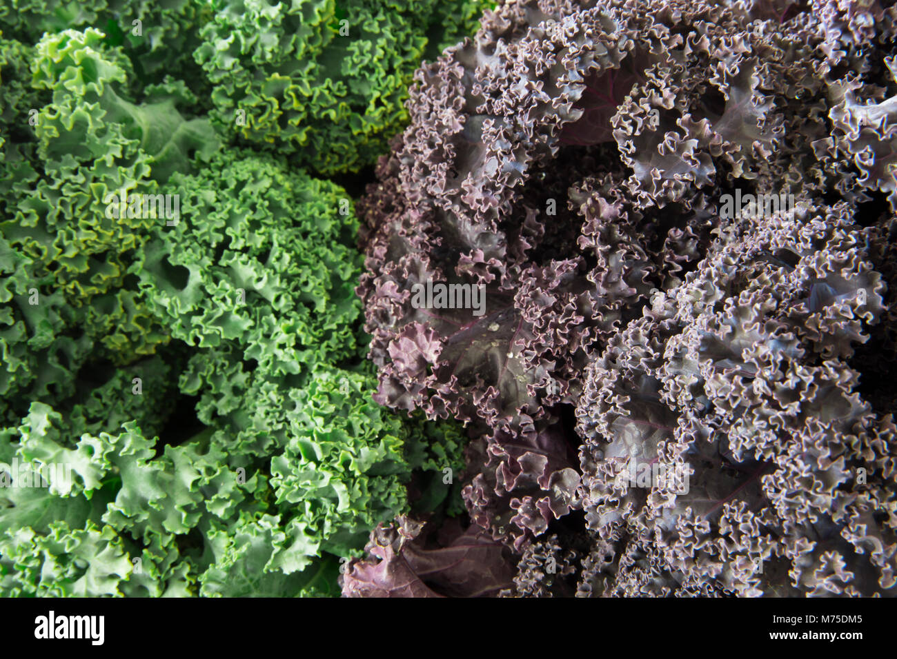 Fresh green and purple curly kale food background Stock Photo - Alamy