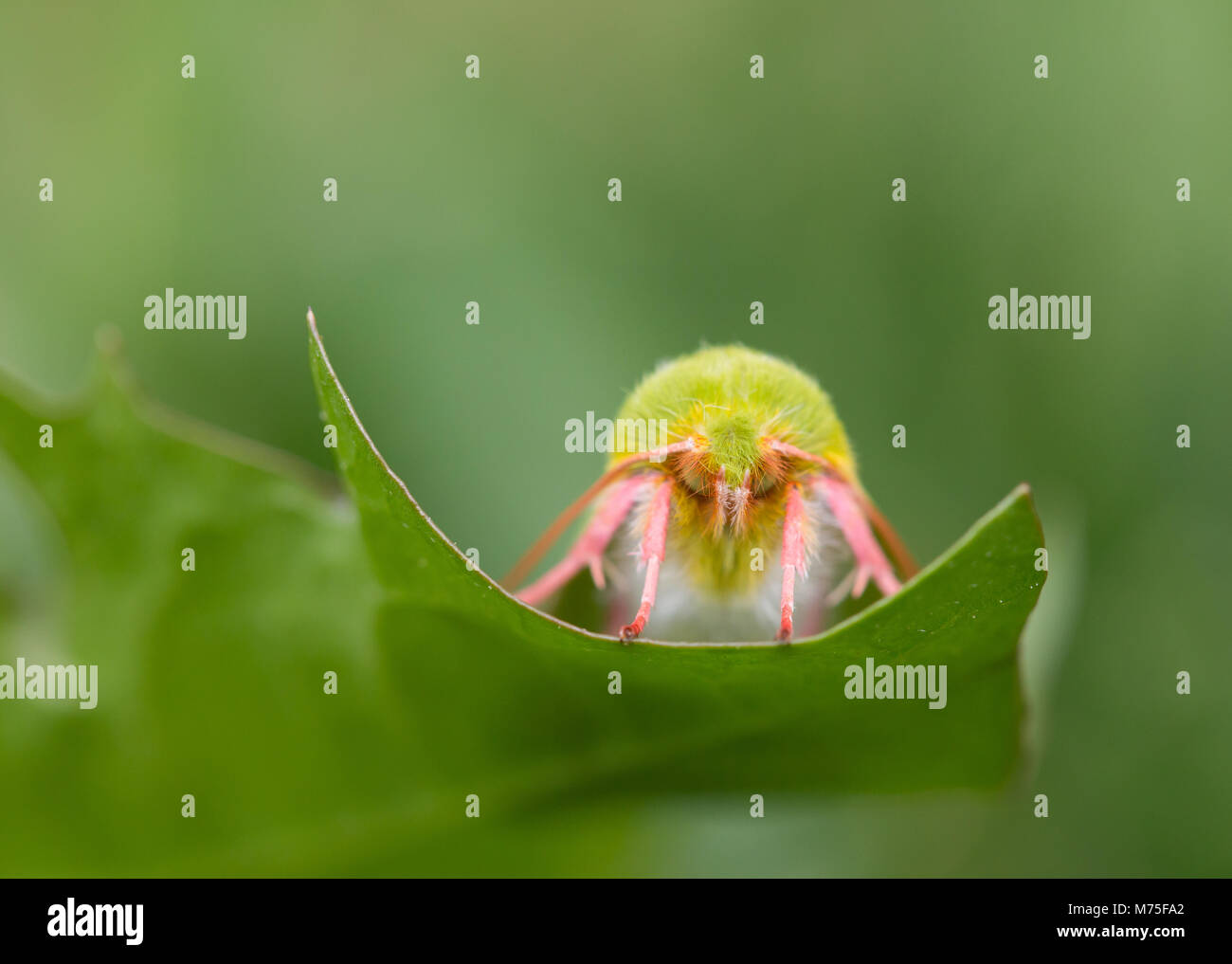 Green silver lines moth Stock Photo