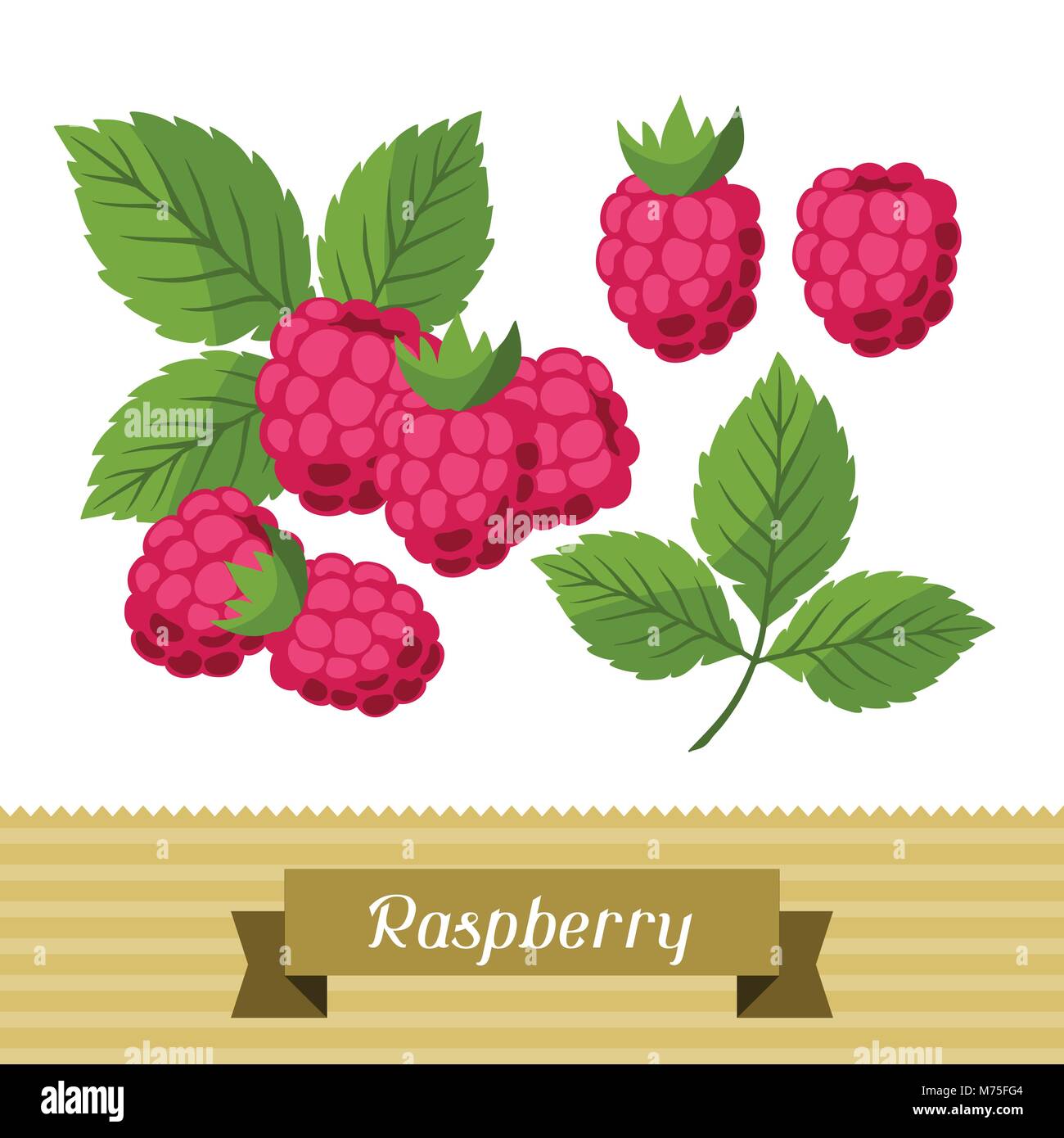 Set of various stylized raspberries Stock Vector Image & Art - Alamy