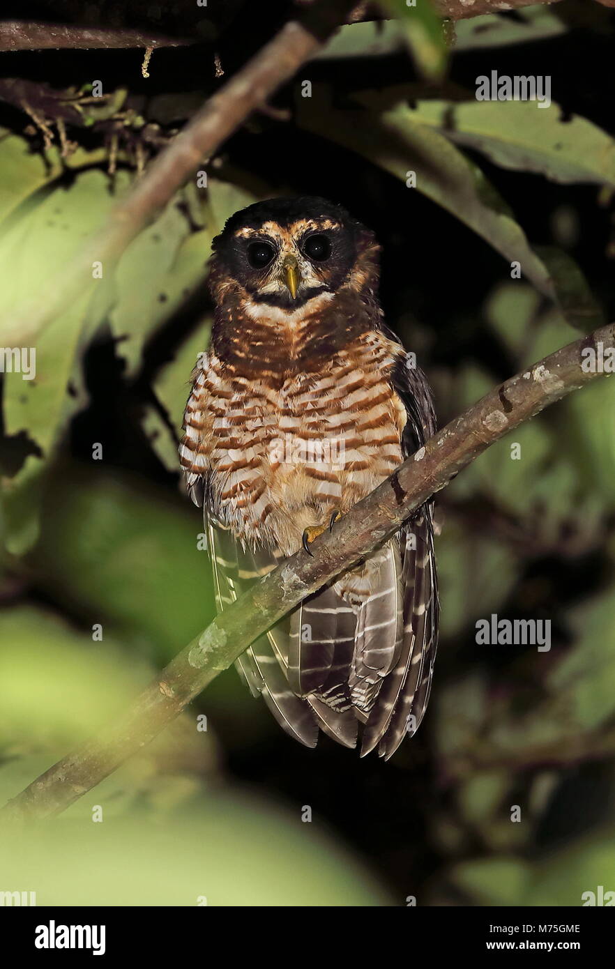 Band-bellied Owl (Pulsatrix melanota melanota) adult perched on dead branch  at night Copalinga Lodge, Zamora, Ecuador February Stock Photo