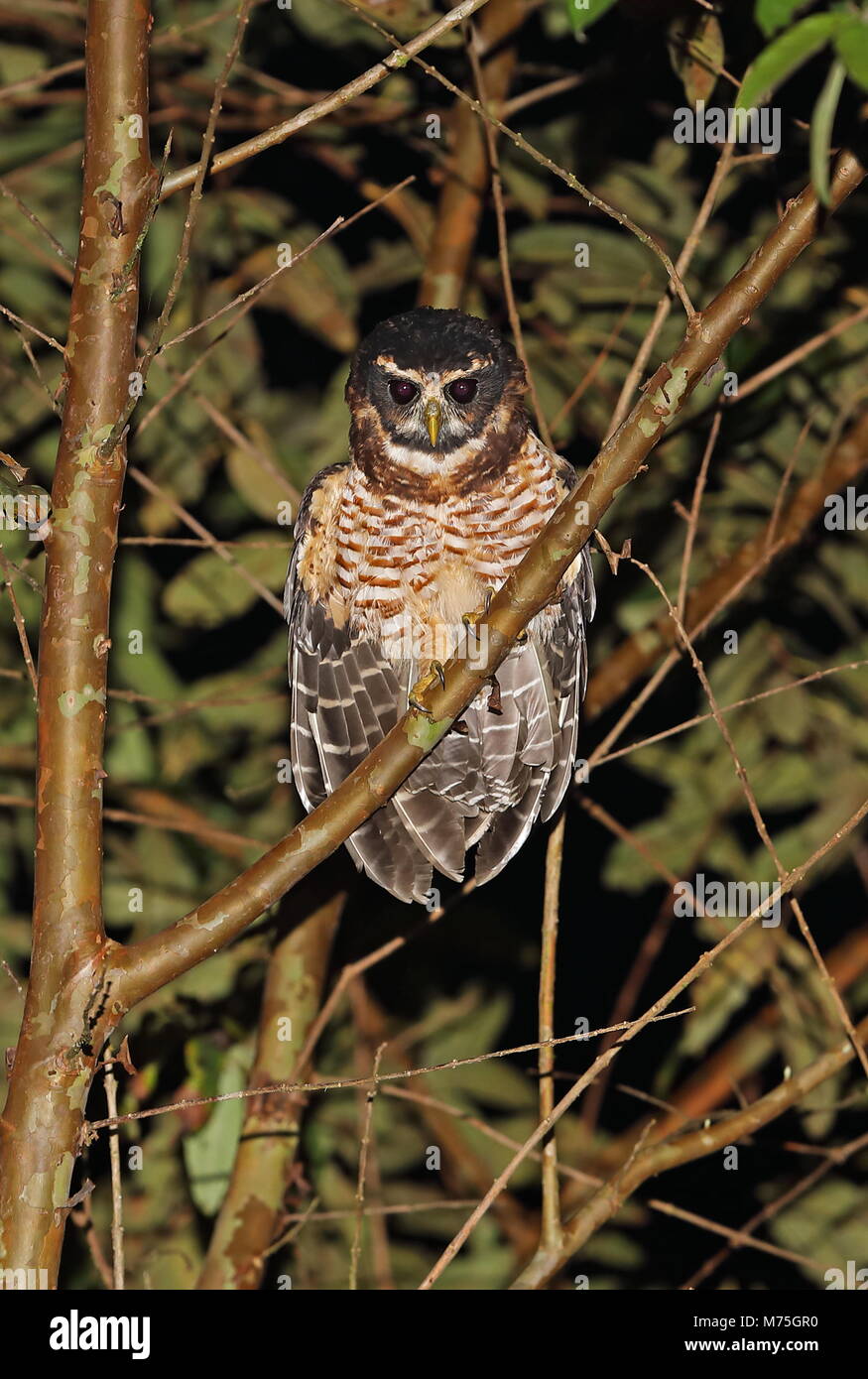 pulsatrix melanota Band-bellied Owl (Pulsatrix melanota melanota) adult perched on dead branch  at night Copalinga Lodge, Zamora, Ecuador February Stock Photo