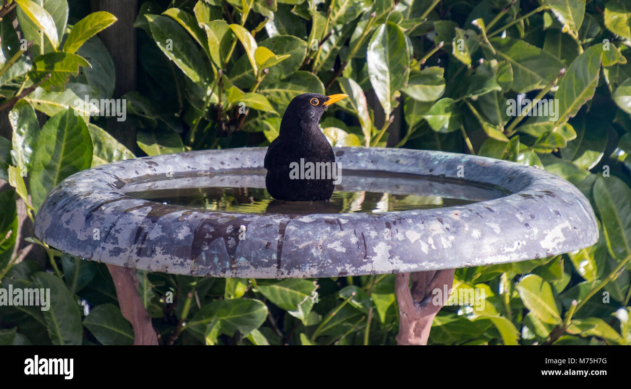 UK Blackbird bird in the bird bath of a garden in Yorkshire spring 2018 Stock Photo