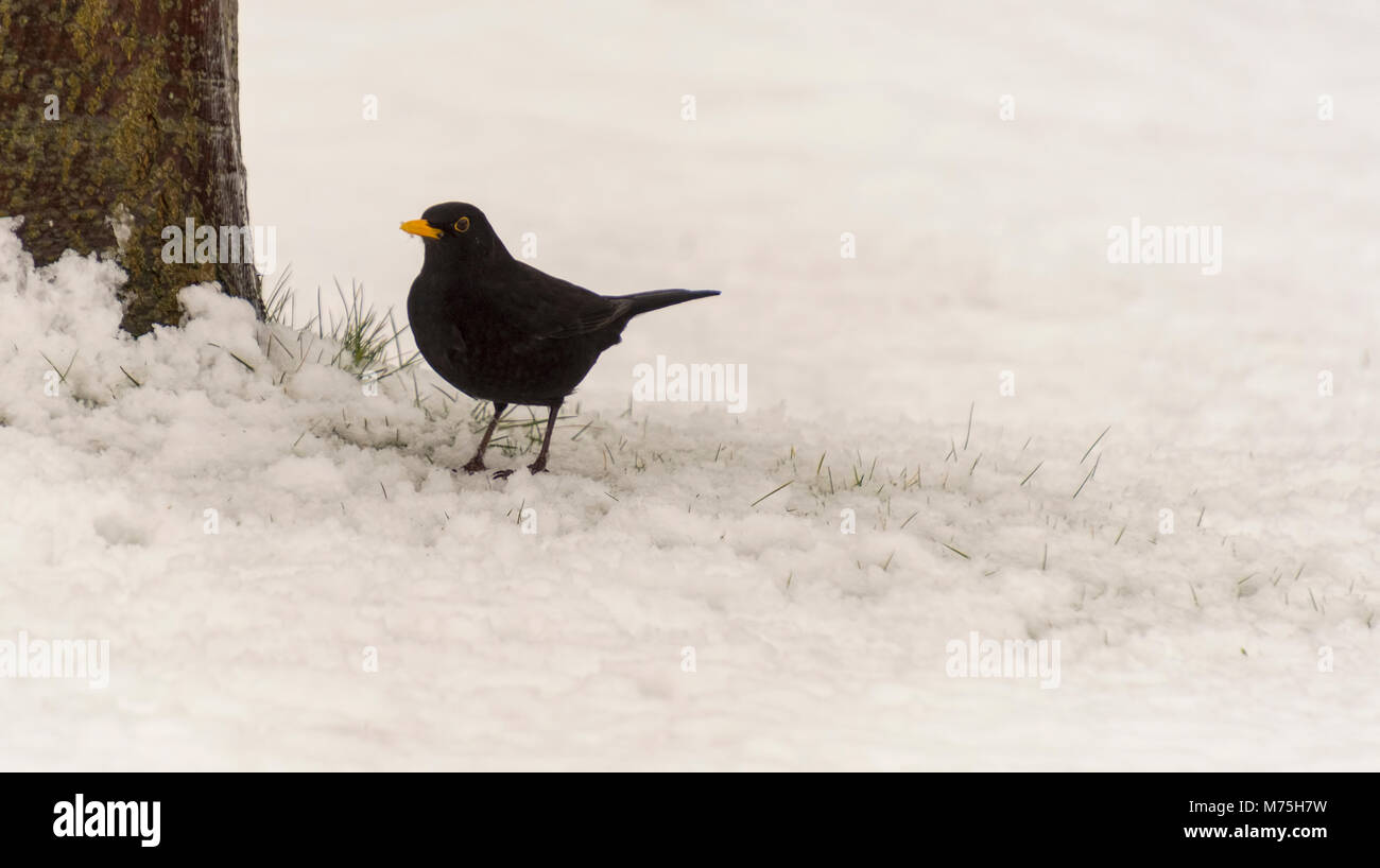 UK Blackbird in the garden snow in winter 2018 Yorkshire Stock Photo
