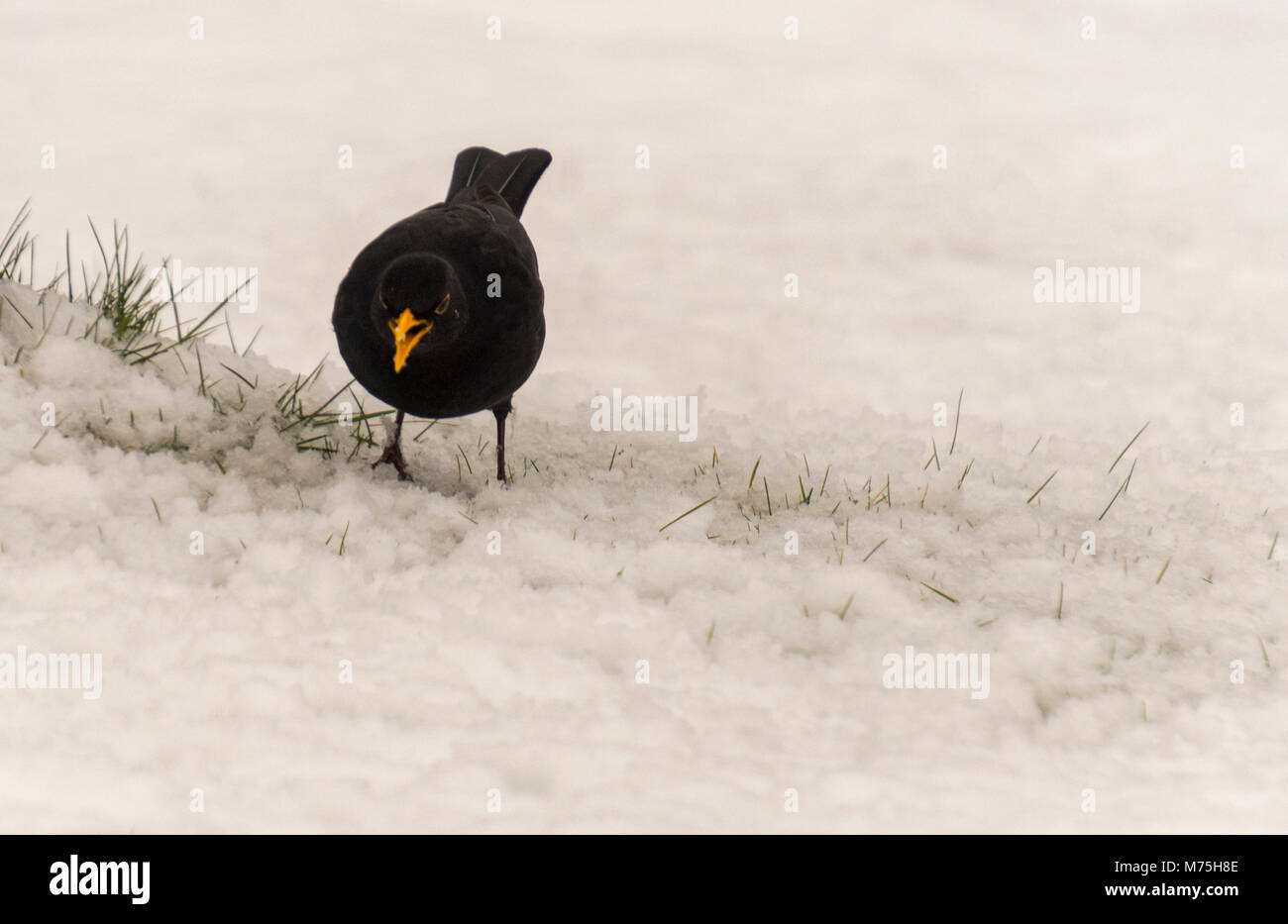 UK Blackbird in the garden snow in winter 2018 Yorkshire Stock Photo