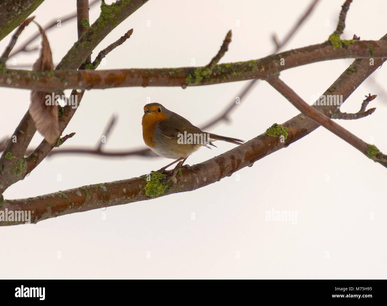 UK Robin in the garden in winter 2018, Yorkshire Stock Photo
