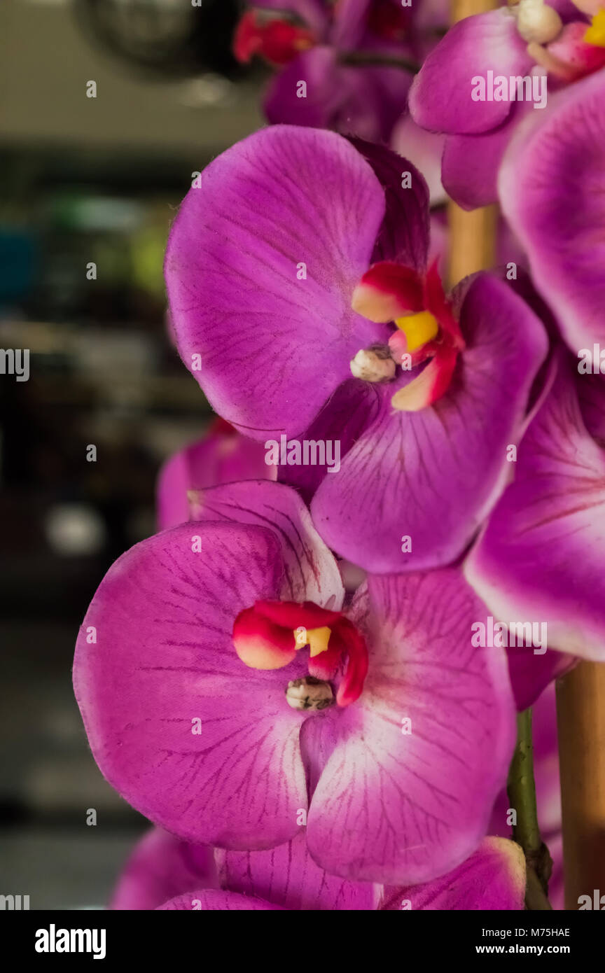 Beautiful, gorgeous, stunning pink and purple orchid flowers, in a natural setting, closeup and in full bloom. Stock Photo