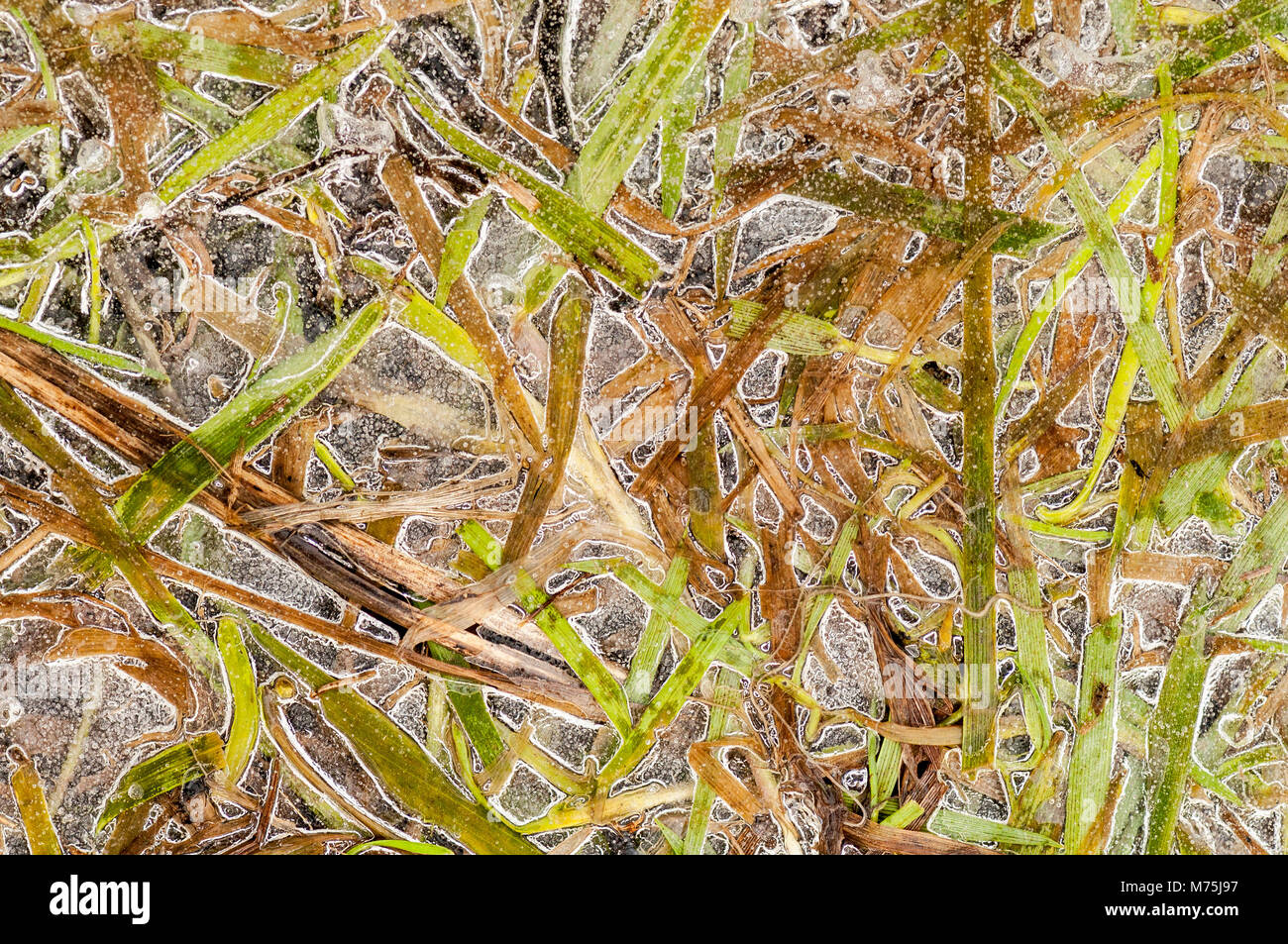A flooded meadow in winter created this very abstract backgrounds of frozen grasses in water Stock Photo