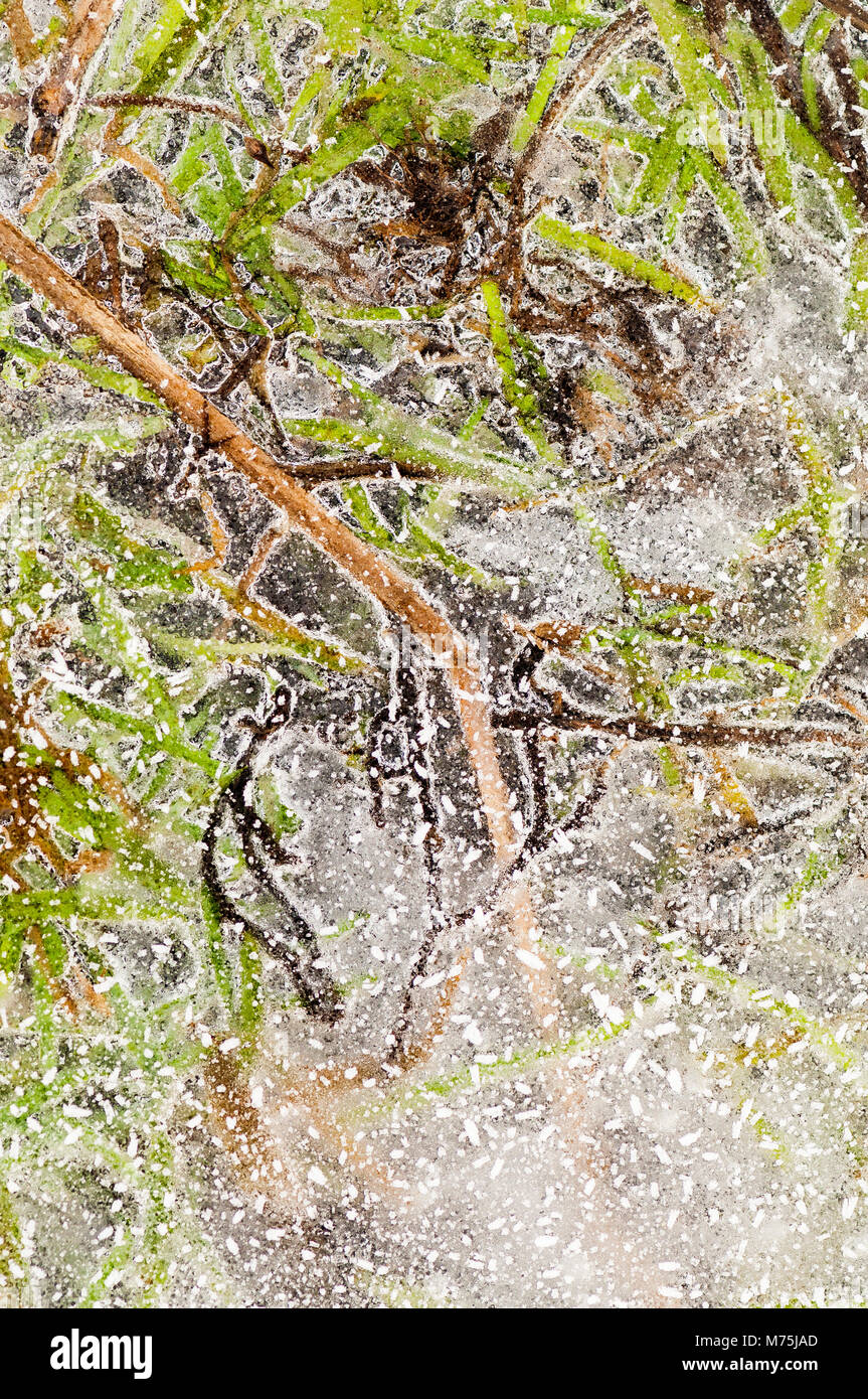 A flooded meadow in winter created this very abstract backgrounds of frozen grasses in water Stock Photo