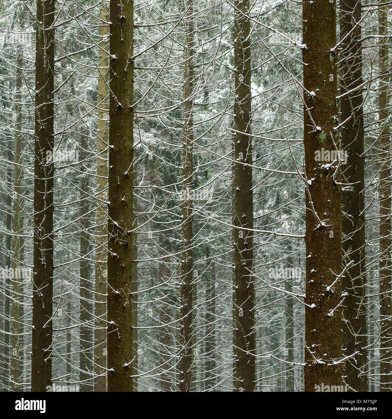 Detail of a Belgium pine forest in the Ardennes with snow Stock Photo