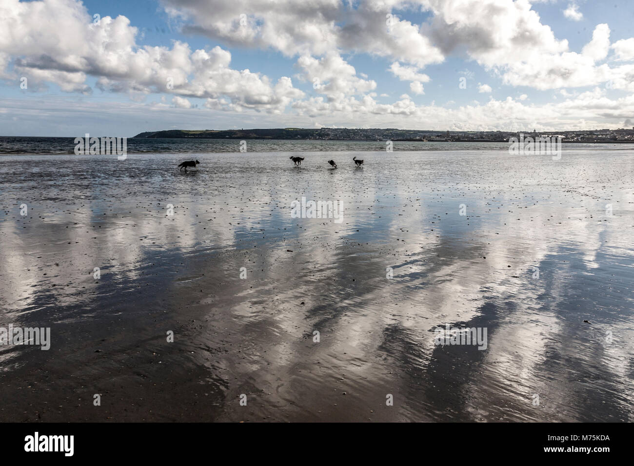 Dogs are running on the beach of Cornwall Stock Photo - Alamy
