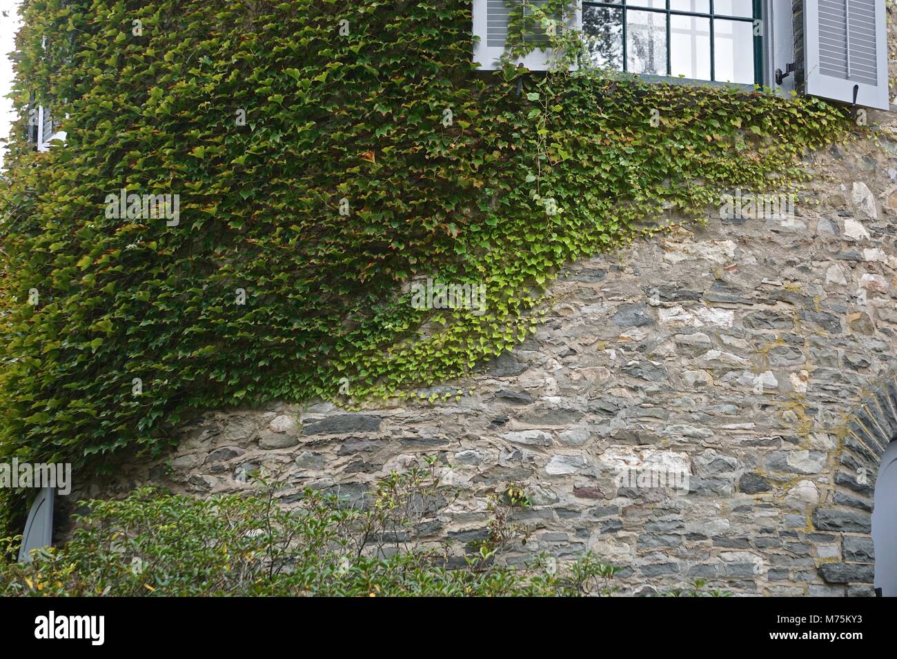 Milford, PA, USA: English ivy (Hedera helix) at Grey Towers (1886), the former home of Gifford Pinchot, first Chief of the US Forestry Service. Stock Photo