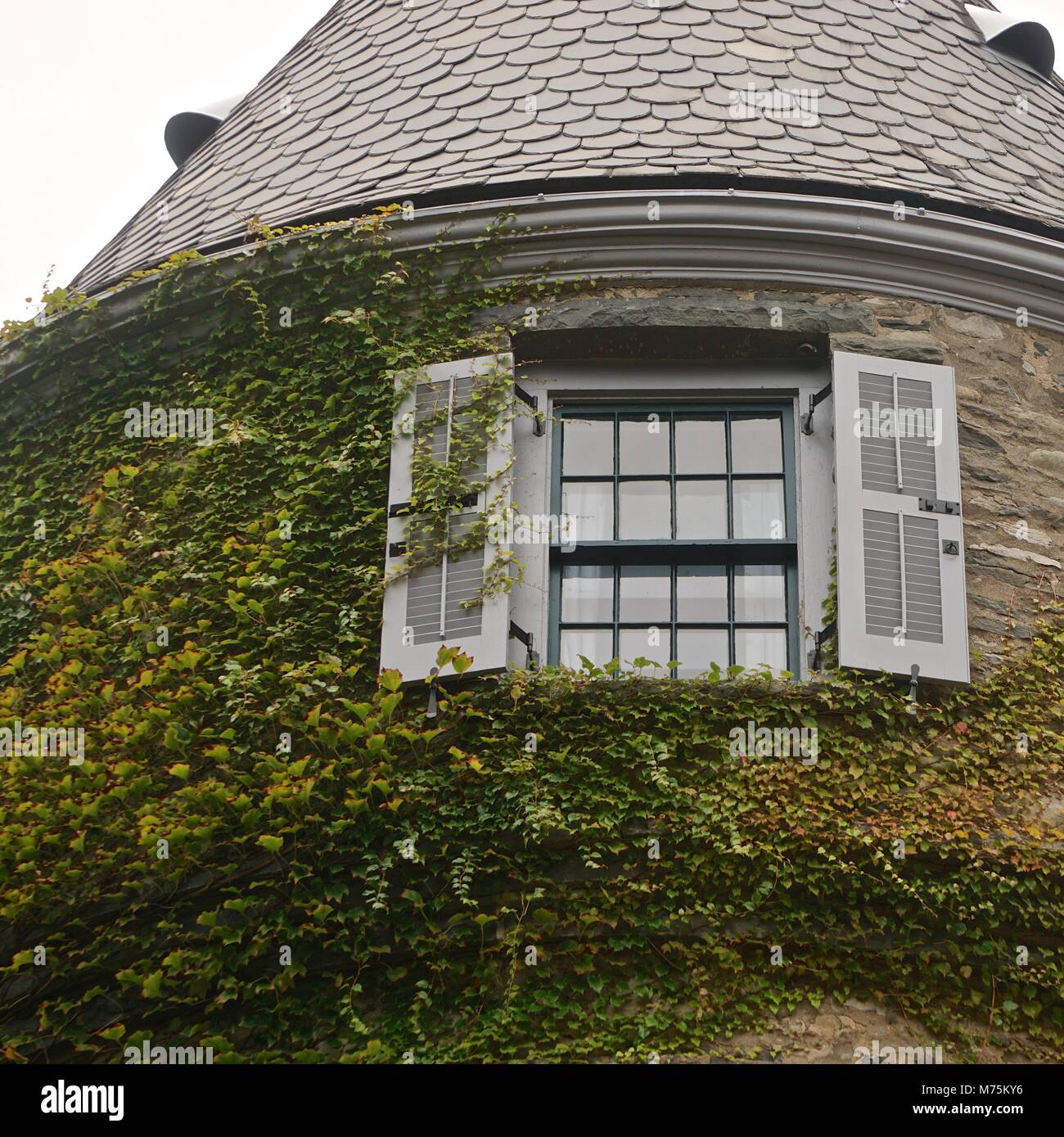 Milford, PA, USA: English ivy (Hedera helix) at Grey Towers (1886), the former home of Gifford Pinchot, first Chief of the US Forestry Service. Stock Photo